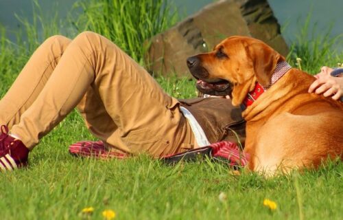 Dogs do wonders for your wellbeing