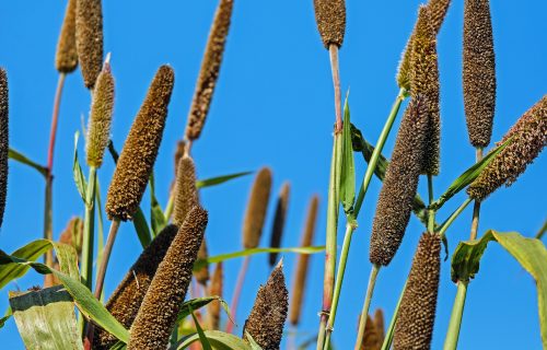 Millet pasta is  the healthy pasta